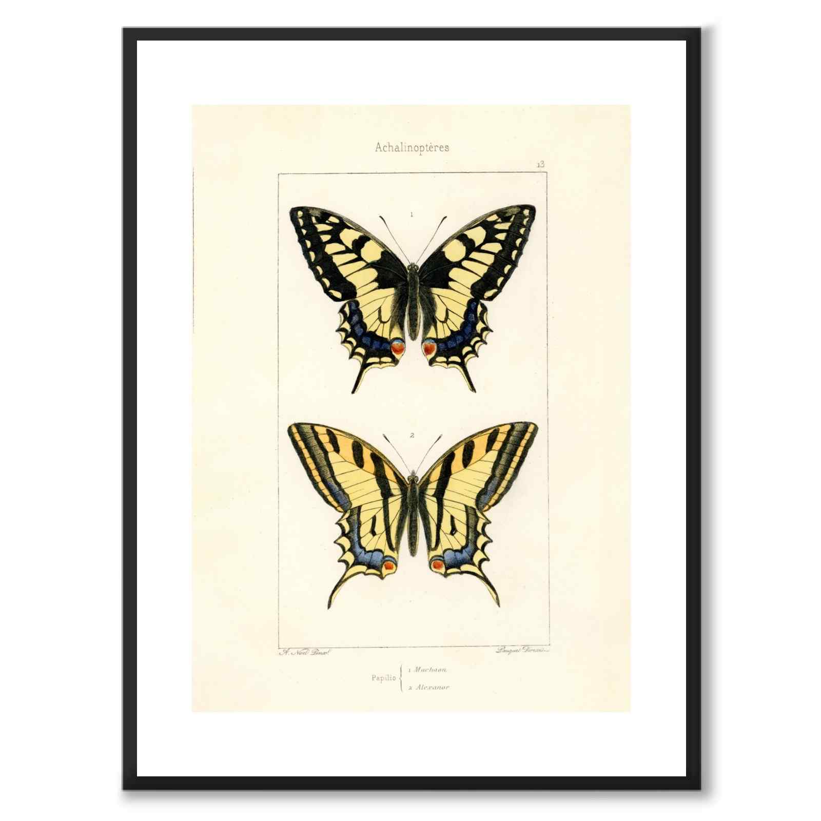 Papillons d'Europe