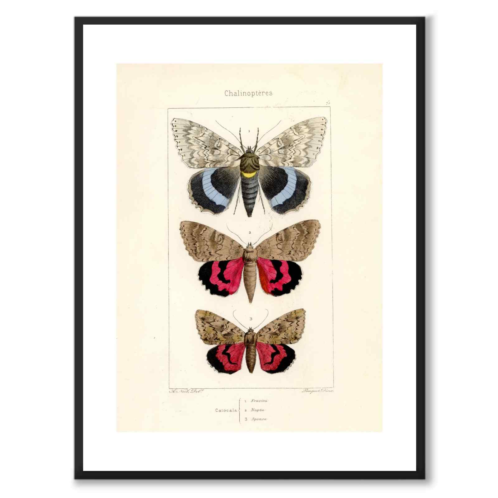 Papillons d'Europe