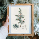 Juniperus Communis