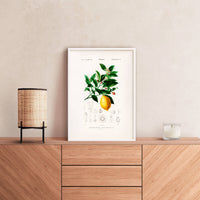 Lemon