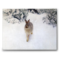 Winter Hare - Canvas