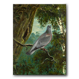 Stock Dove - Canvas