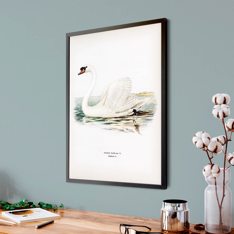 Mute Swan