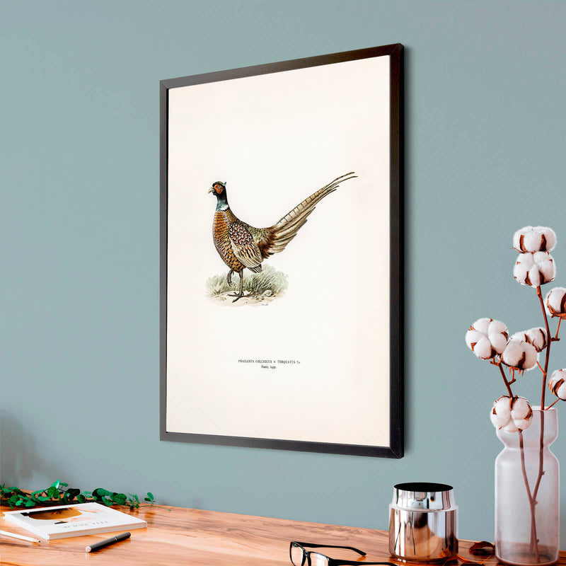 Ring-necked Pheasant