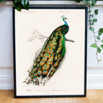 Indian Peafowl - Historly AB