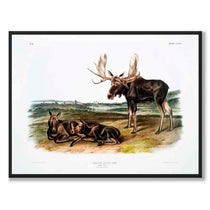 Moose som vintage zoologisk illustration och poster från Historly – helbild utan vit kant