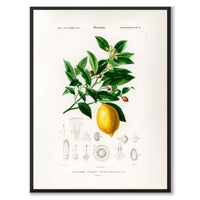 Lemon