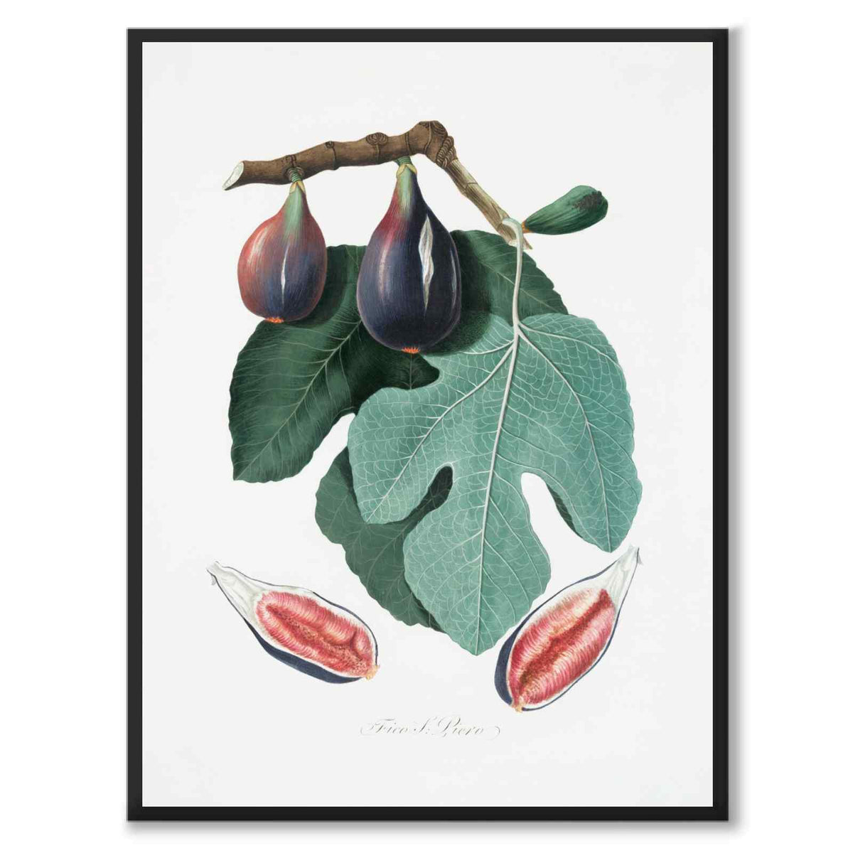 Fig