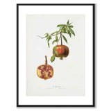 Pomegranate