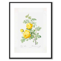 Yellow Roses