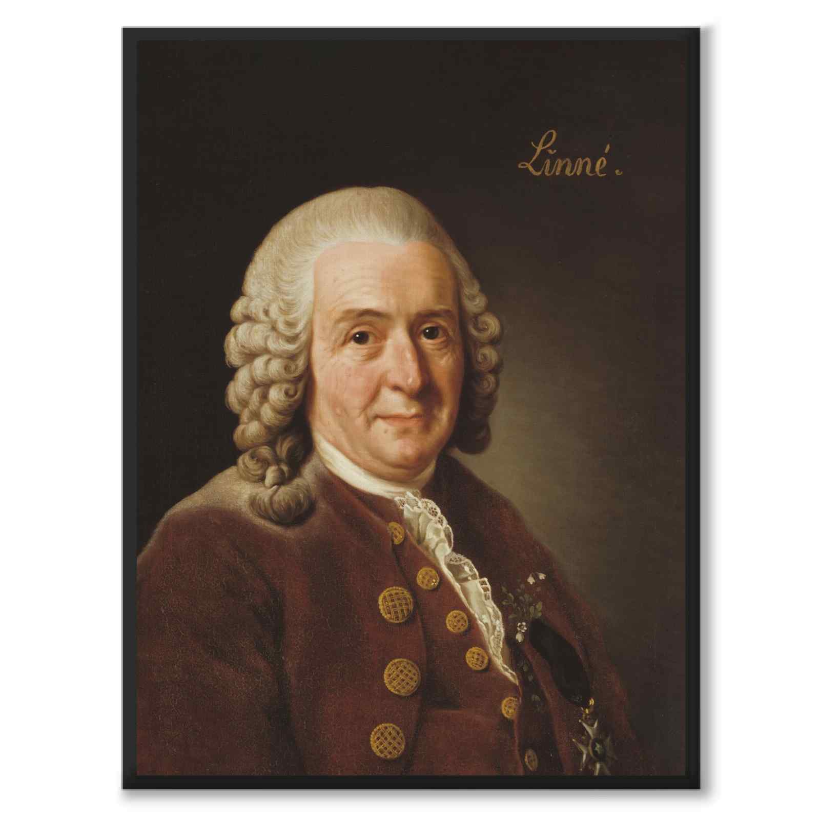 Carl von Linné - Poster
