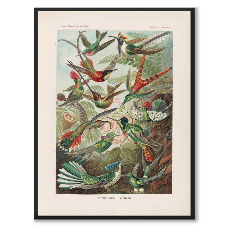Kolibris