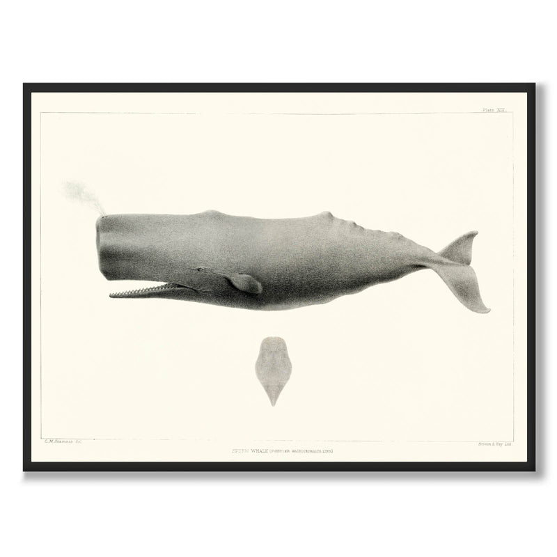Sperm Whale - Historly AB