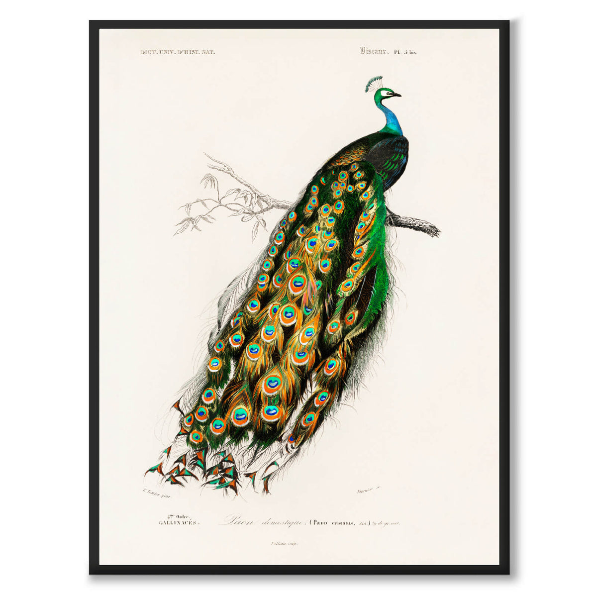 Indian Peafowl - Historically AB