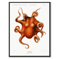 Octopus - Historly AB