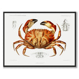 Toothed Rock Crab - Historly AB