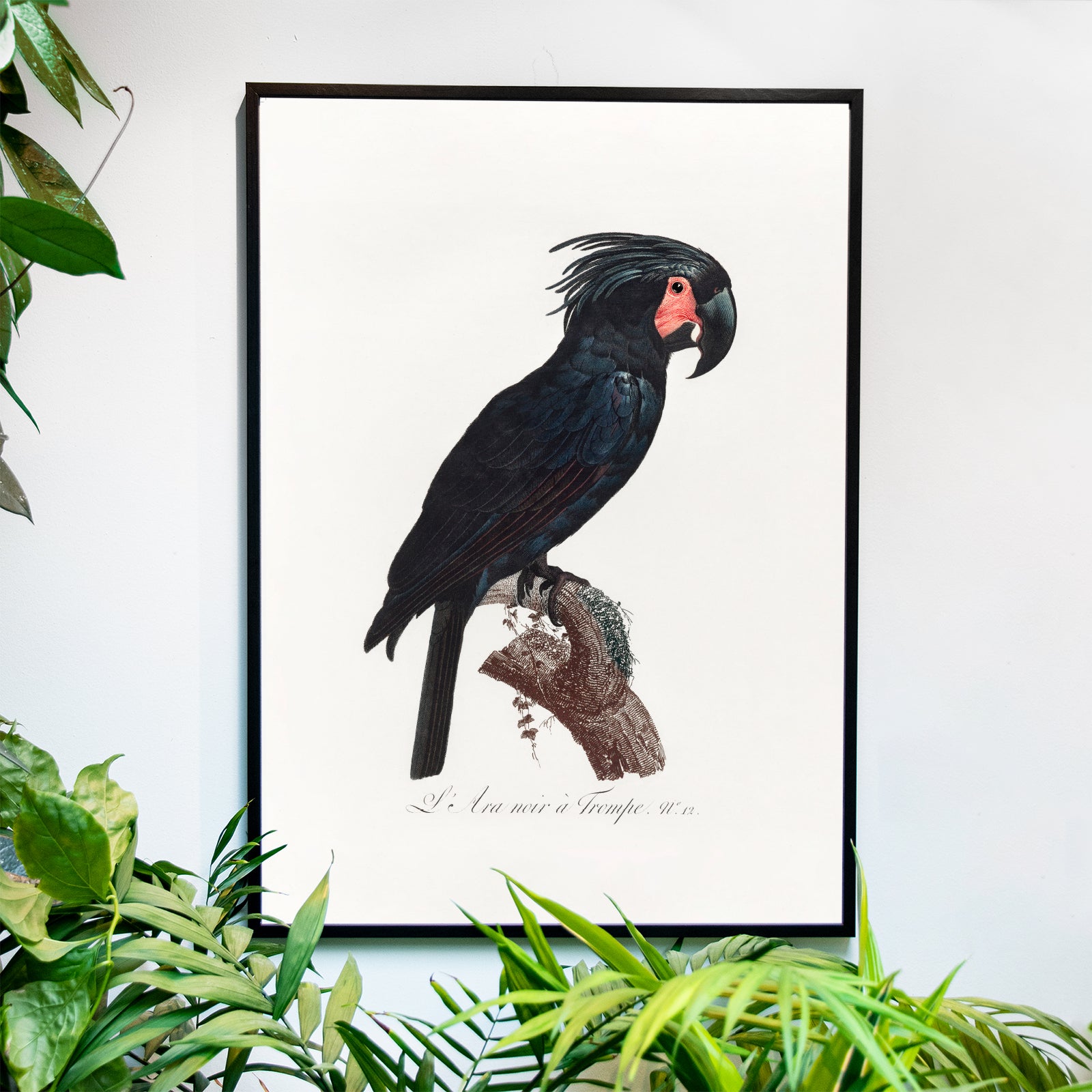 The Palm Cockatoo - Historly AB
