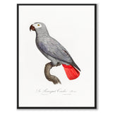 The Grey Parrot - Historly AB