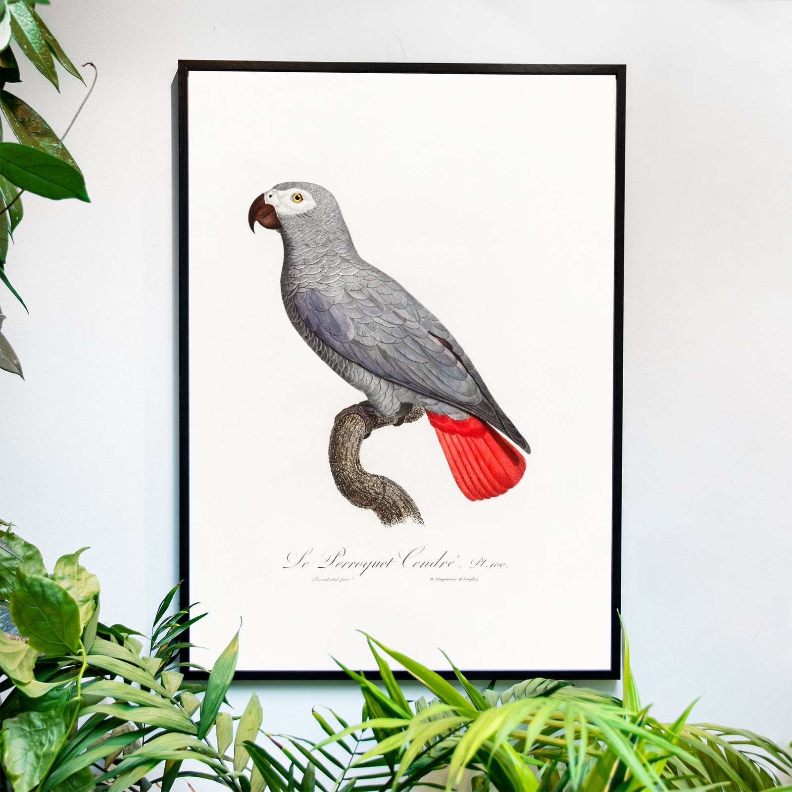 The Grey Parrot - Historly AB