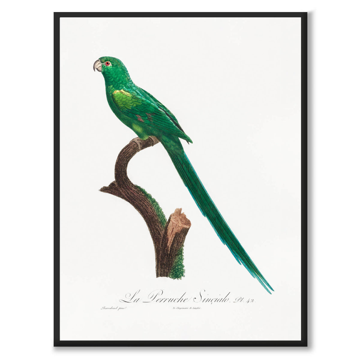 Long-Tailed Parakeet - Historly AB