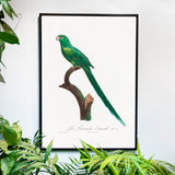 Long-Tailed Parakeet - Historly AB