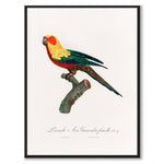 The Sun Parakeet - Historly AB