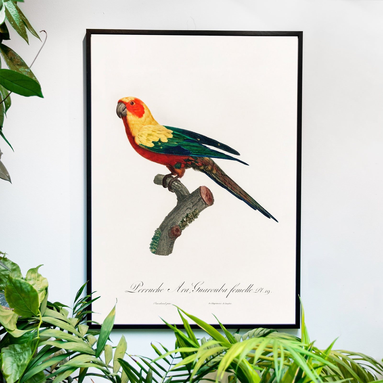 The Sun Parakeet - Historly AB