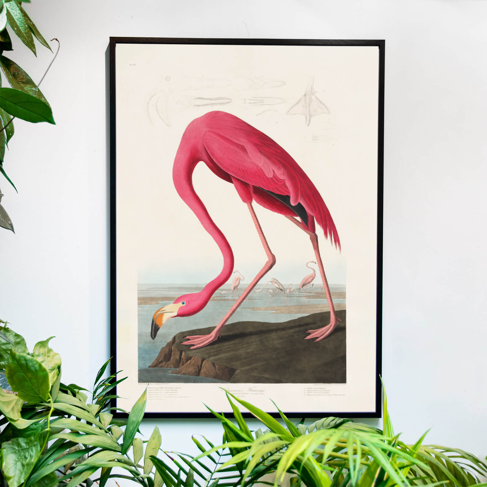 Flamingo - Historly AB