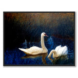 Swans in Reeds - Poster