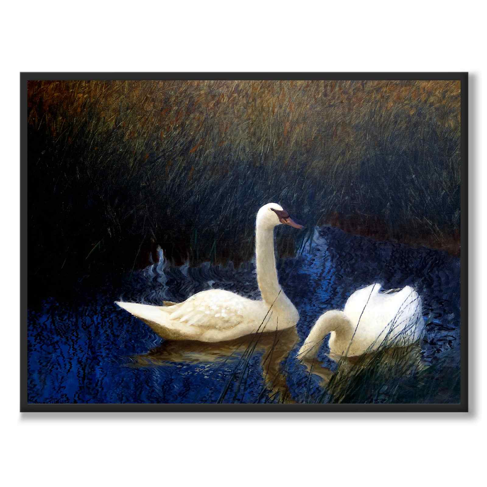 Swans in Reeds - Poster