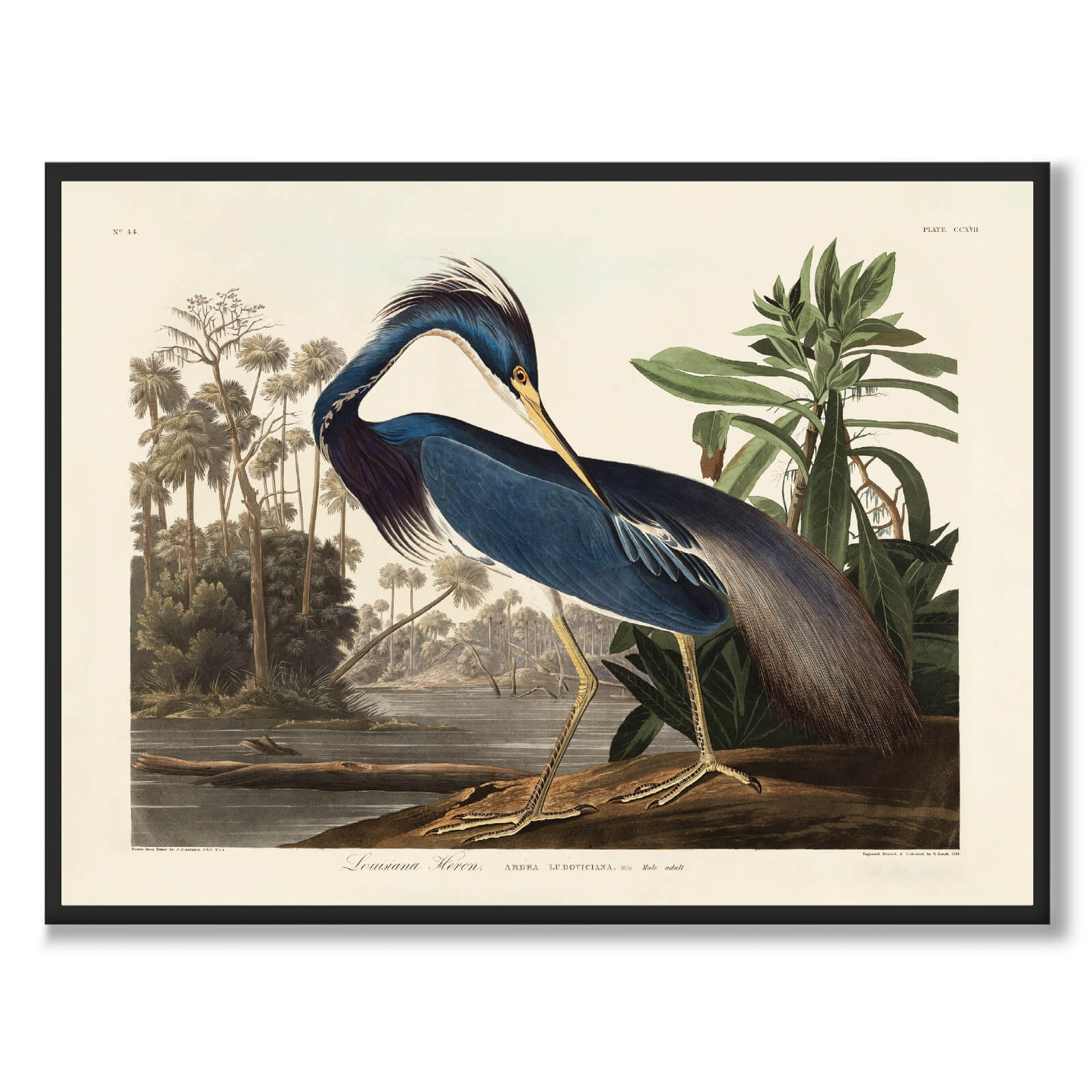Louisiana Heron - Historly AB