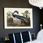 Louisiana Heron - Historly AB