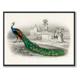 Peacock - Historly AB
