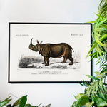 Rhinoceros - Historly AB