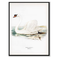 Mute Swan
