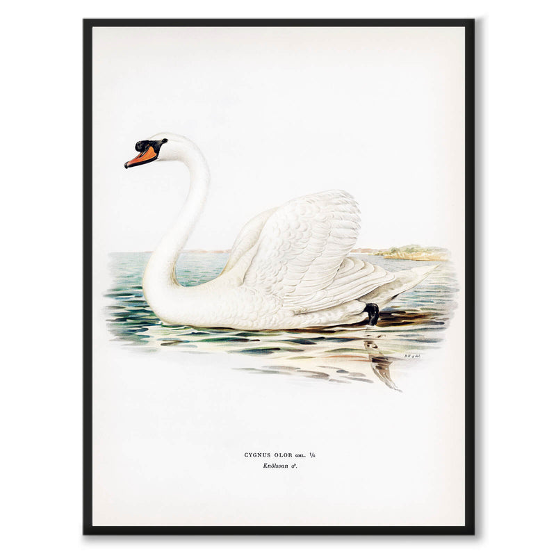 Mute Swan